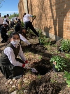 Grade 5A Planting Fun